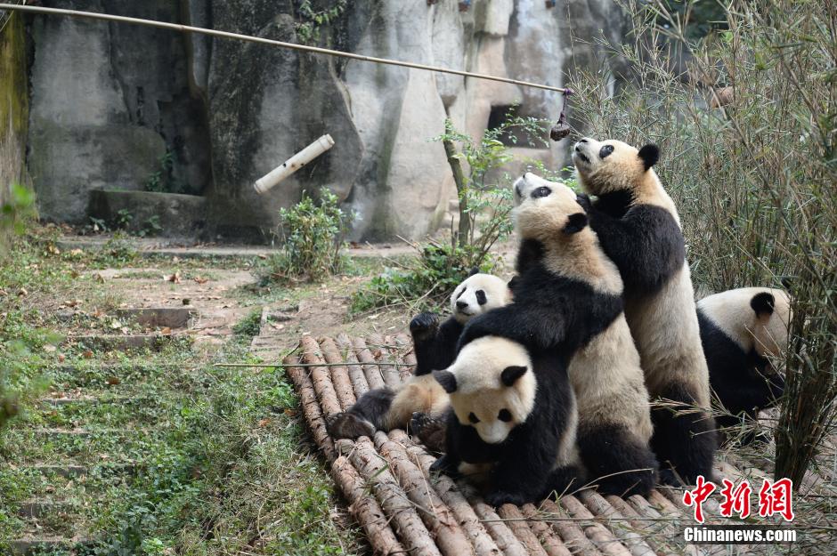 大熊猫“叠罗汉”领食物