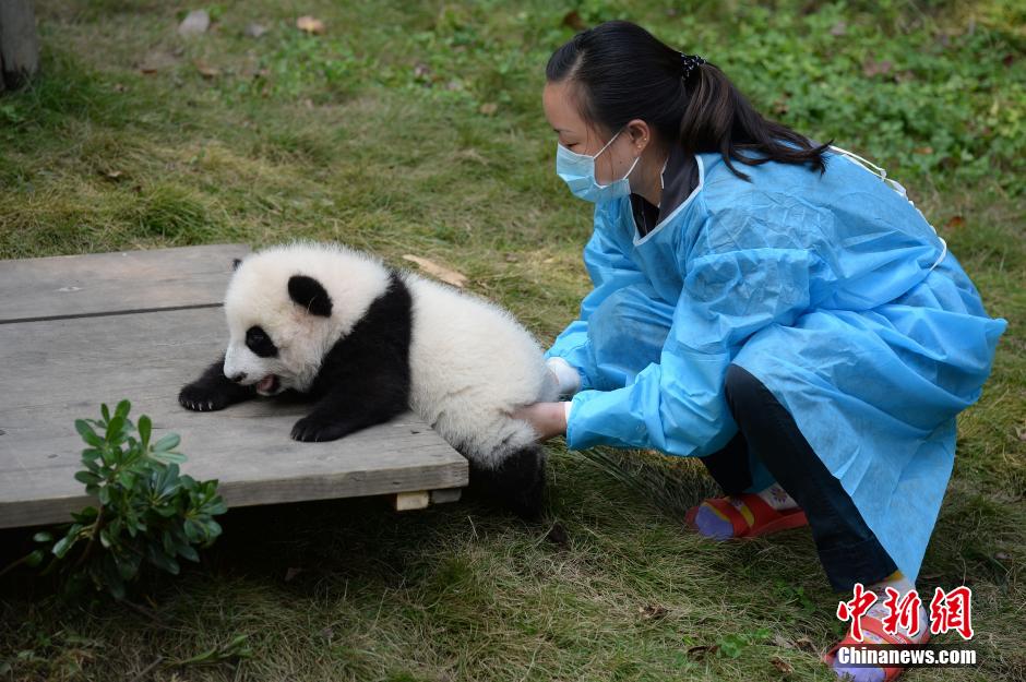 大熊猫“叠罗汉”领食物