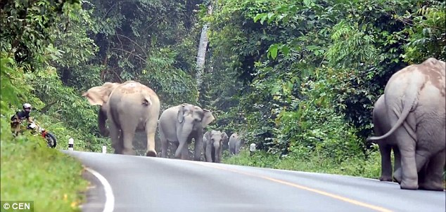 泰国摩托车手遭大象围攻一幕