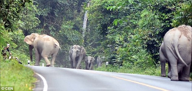 泰国摩托车手遭大象围攻一幕