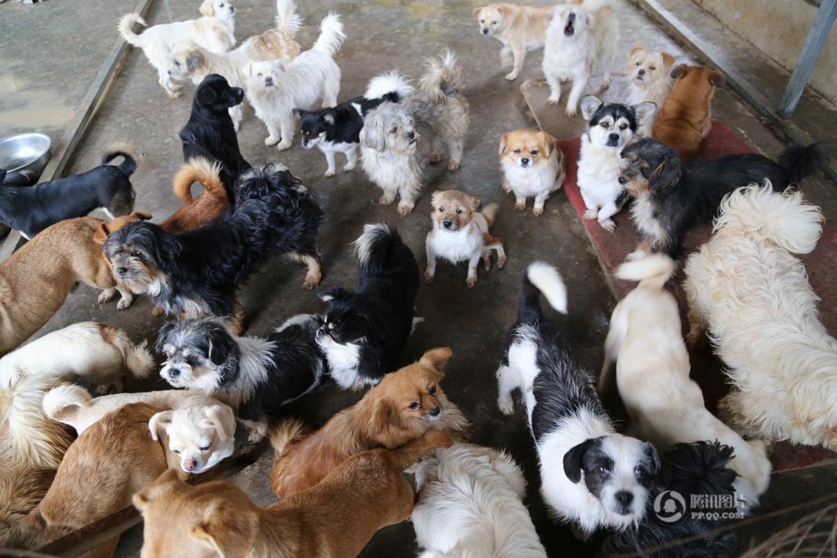甘肃女教师收养160只流浪狗 面临倾家荡产