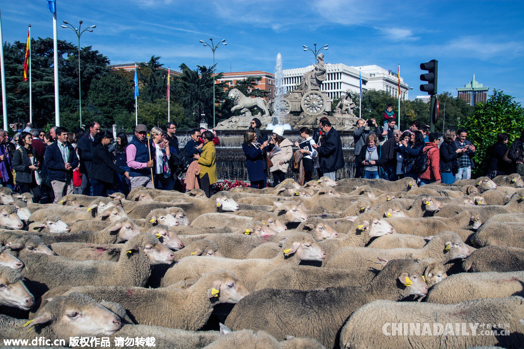 西班牙放牧节 羊群呆萌横穿马德里市中心