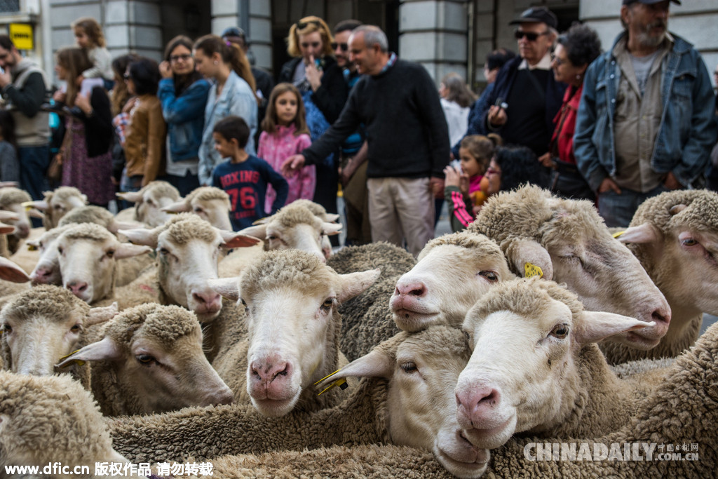 西班牙放牧节 羊群呆萌横穿马德里市中心