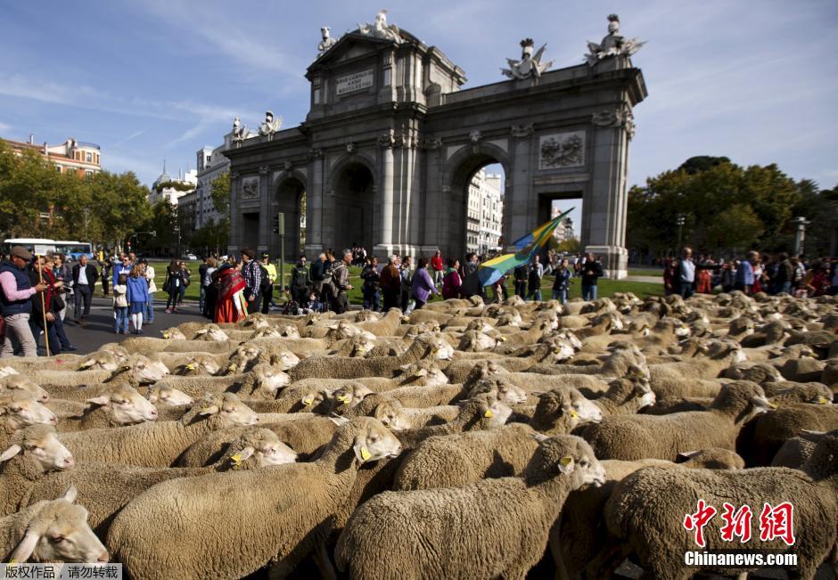 西班牙放牧节上演重头戏 马德里千头羊上街