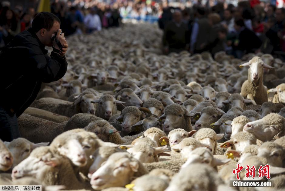 西班牙放牧节上演重头戏 马德里千头羊上街