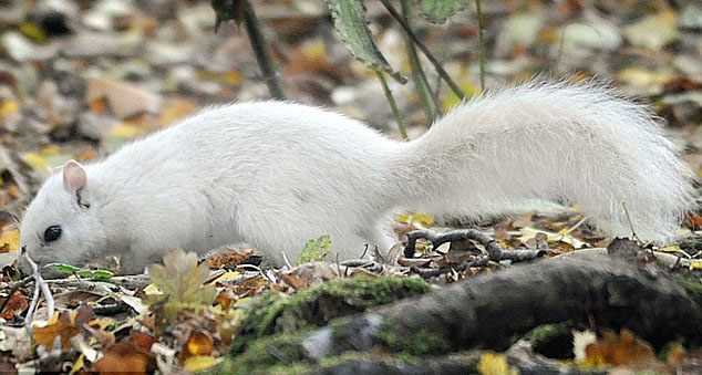 英国公园现罕见白色松鼠 因基因突变