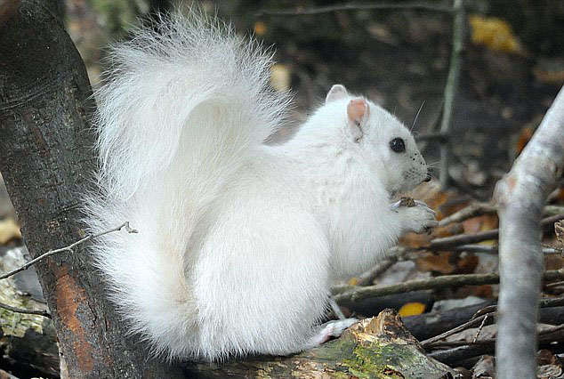 英国公园现罕见白色松鼠 因基因突变