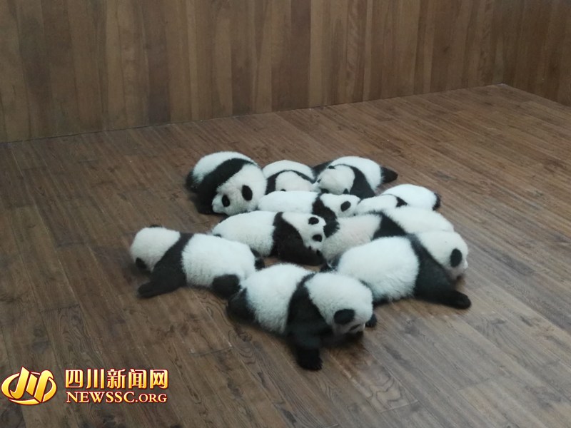 2015年成都新生大熊猫幼仔集中亮相