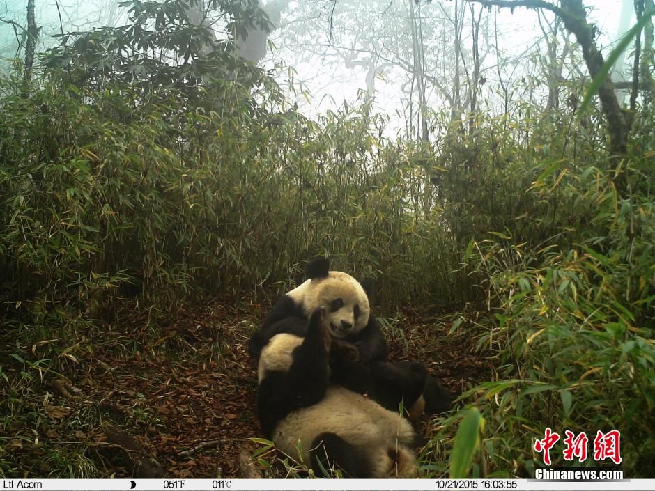 卧龙保护区首次拍到疑似野生大熊猫双胞胎