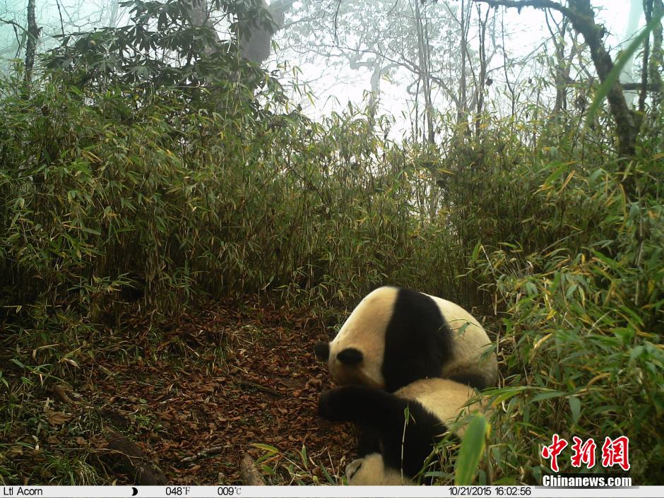 卧龙保护区首次拍到疑似野生大熊猫双胞胎