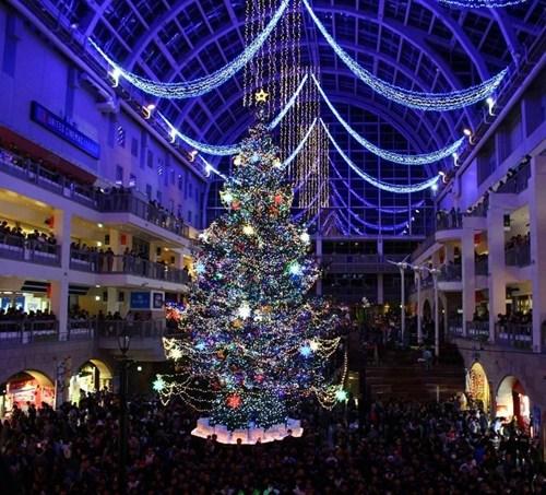 日本北海道点亮巨型圣诞树 数万盏彩灯耀眼