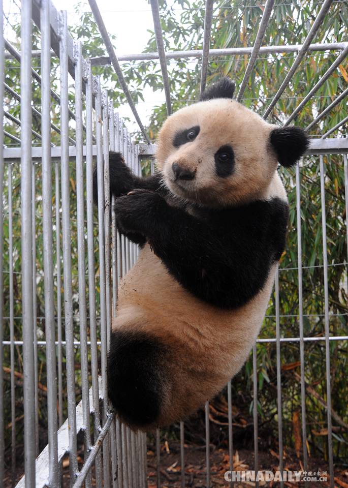 大熊猫“华姣”顺利抓捕 将于19日放归野外