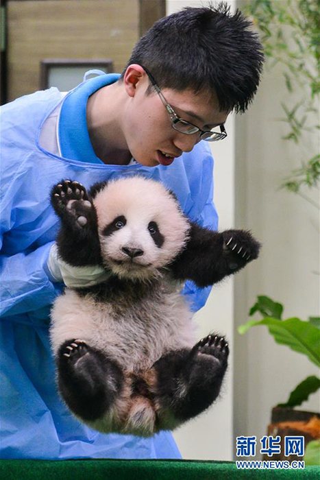 中国旅马大熊猫宝宝亮相