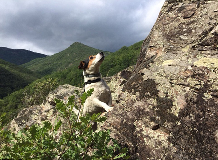 英国小猎犬跟随主人环游欧洲