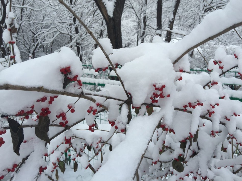 北京将迎持续降雪 预计雪深超15厘米