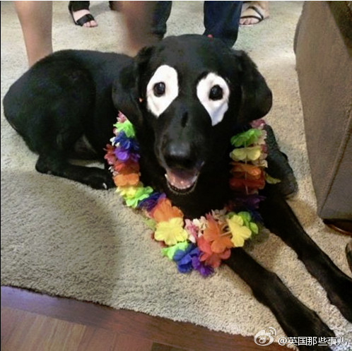 纯黑拉布拉多得白癜风变小丑脸