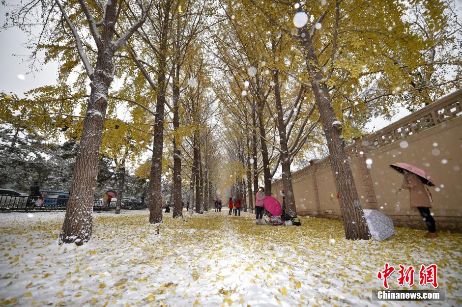 北京大范围降雪 市民银杏大道享雪趣