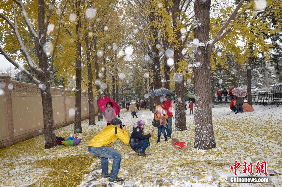 北京大范围降雪 市民银杏大道享雪趣