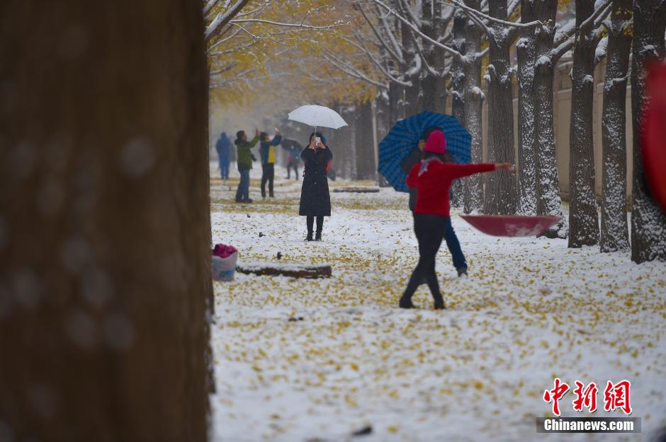 北京大范围降雪 市民银杏大道享雪趣