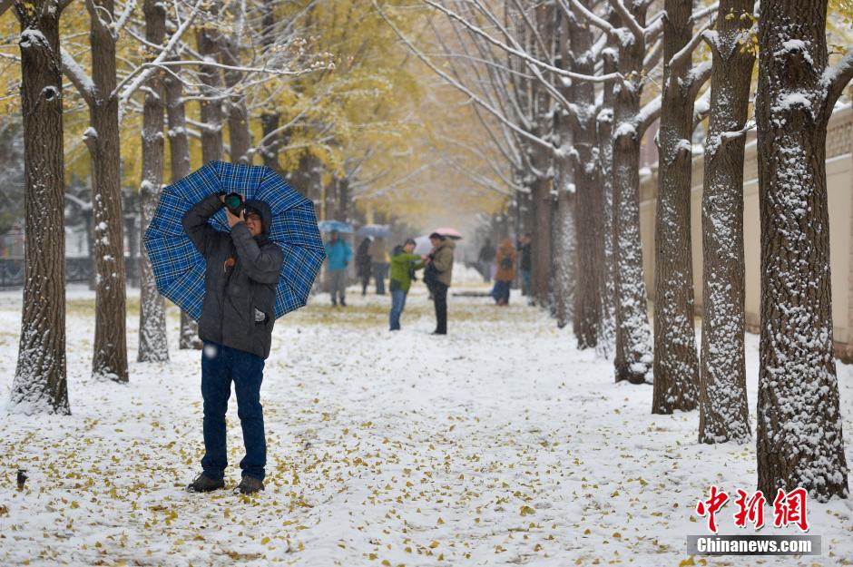 北京大范围降雪 市民银杏大道享雪趣