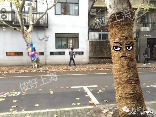 上海街头多棵梧桐树“穿”上毛衣 网友戏称“萌萌哒”