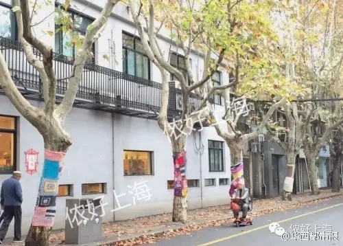 上海街头多棵梧桐树“穿”上毛衣 网友戏称“萌萌哒”