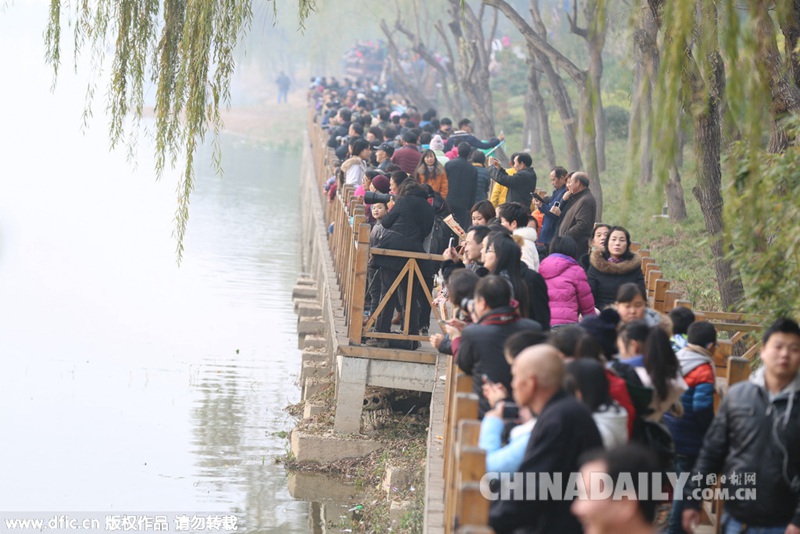 数千只天鹅飞临三门峡 引摄影爱好者“长枪短炮”