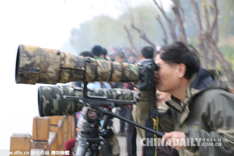 数千只天鹅飞临三门峡 引摄影爱好者“长枪短炮”
