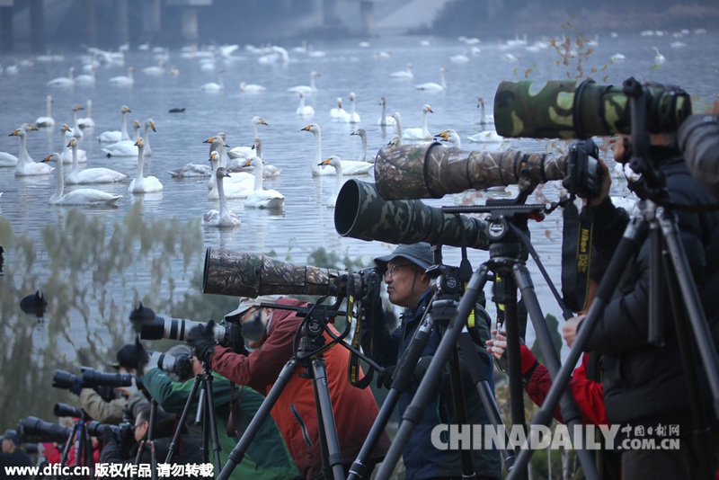 数千只天鹅飞临三门峡 引摄影爱好者“长枪短炮”