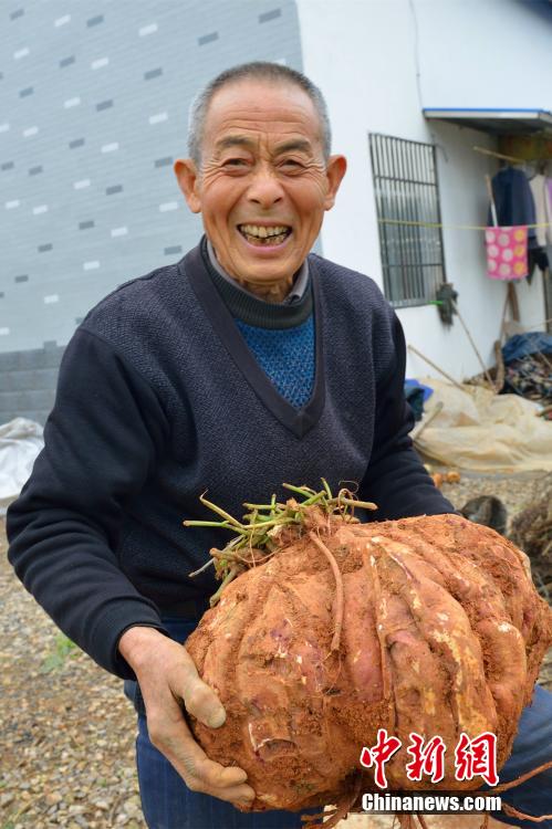 湖北一村民种出37斤红薯 堪称