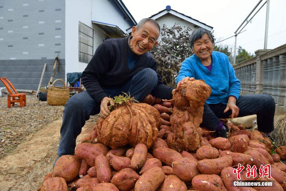 湖北一村民种出37斤红薯 堪称