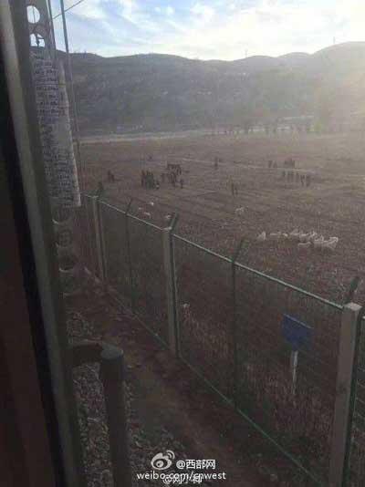 陕西火车撞上羊群紧急停车 列车晚点乘客无人伤