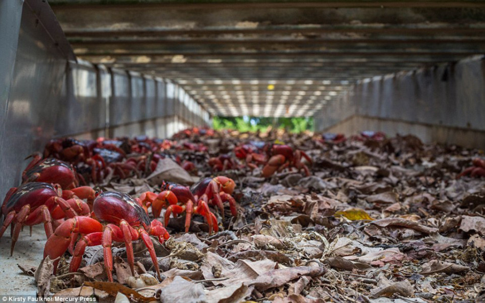 1200万只澳洲红蟹大迁移 横行圣诞岛