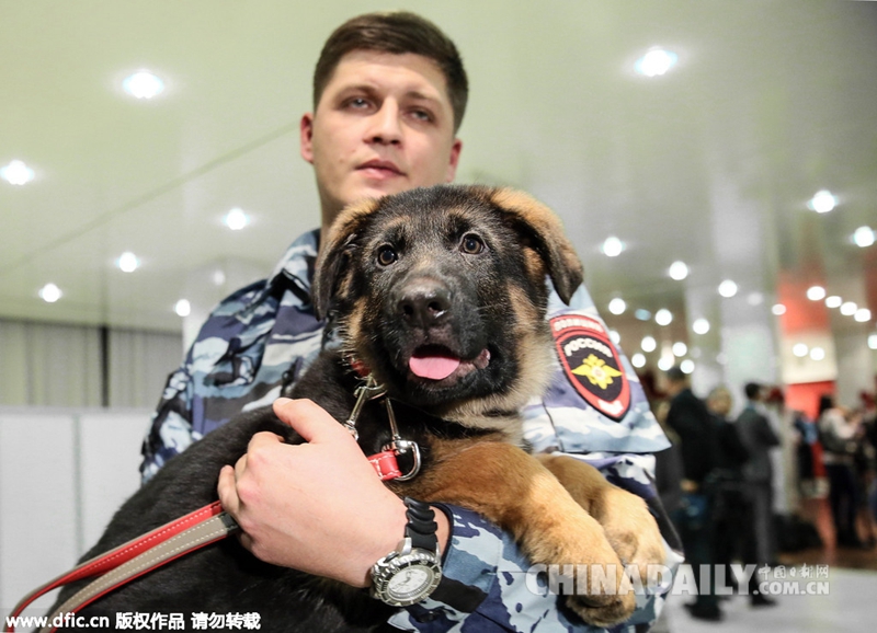 俄赠警犬向法国殉职警犬致敬 表达反恐决心