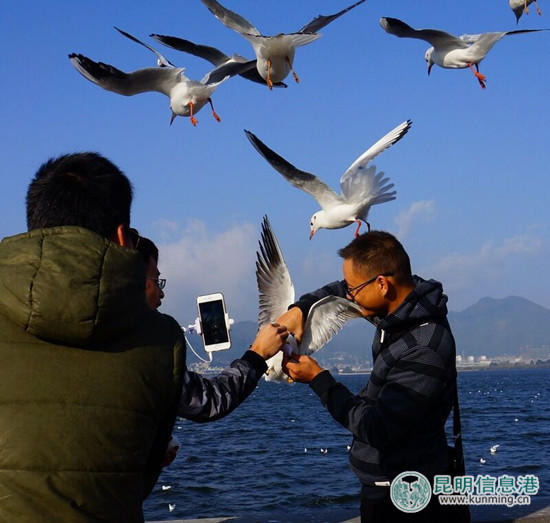 游客在昆明“虐鸥” 抓住海鸥自拍留影