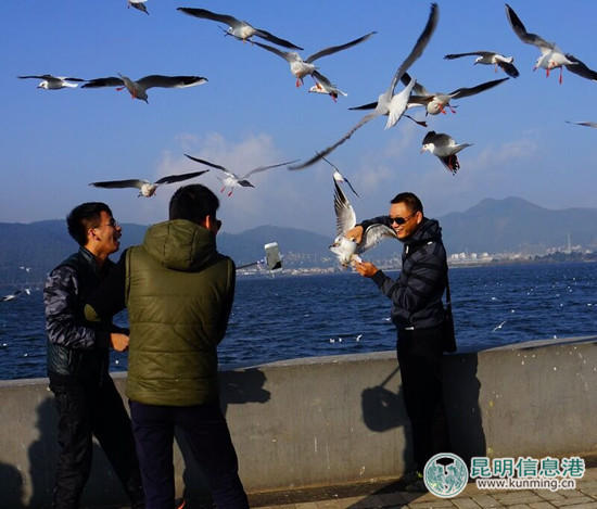 游客在昆明“虐鸥” 抓住海鸥自拍留影