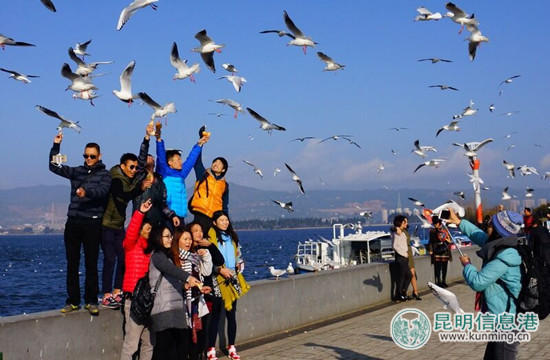 游客在昆明“虐鸥” 抓住海鸥自拍留影