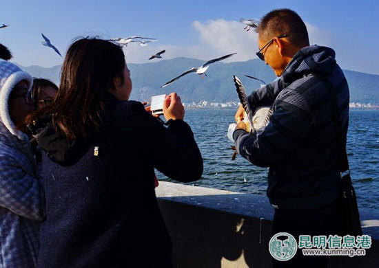 游客在昆明“虐鸥” 抓住海鸥自拍留影