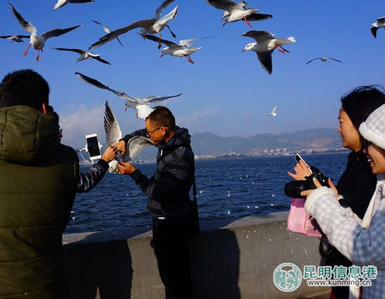 游客在昆明“虐鸥” 抓住海鸥自拍留影