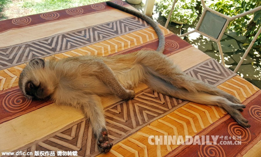 “睡神”小猴子百态睡姿萌翻众人
