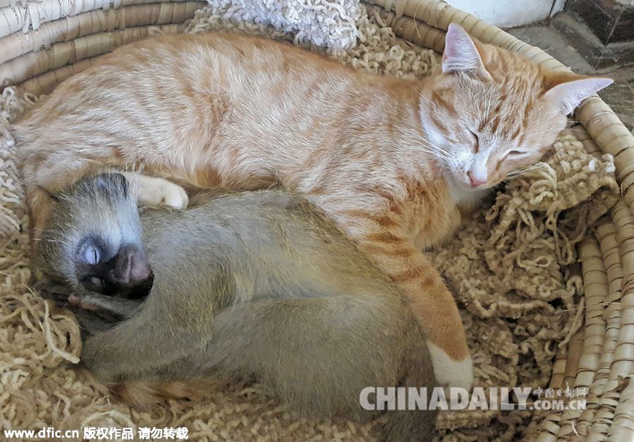 “睡神”小猴子百态睡姿萌翻众人