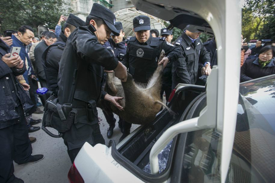 野猪误闯居民区 特警用冲锋枪击毙