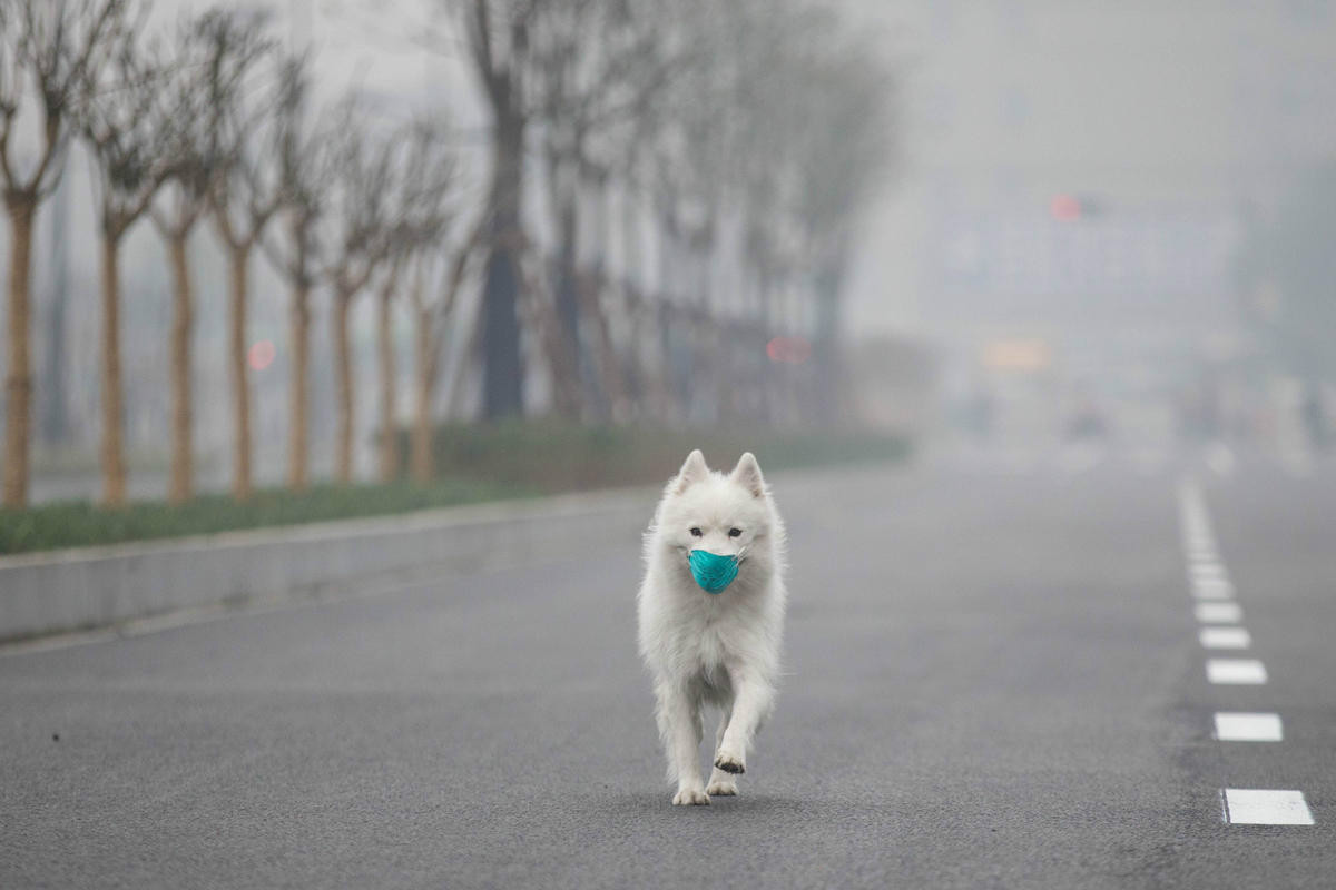 杭州重度雾霾 主人给宠物狗戴口罩出门(组图)[