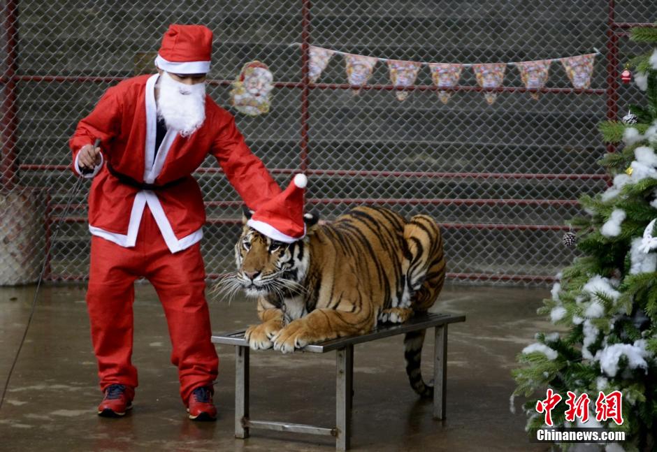长沙马戏团过圣诞节 猛兽带圣诞帽显呆萌