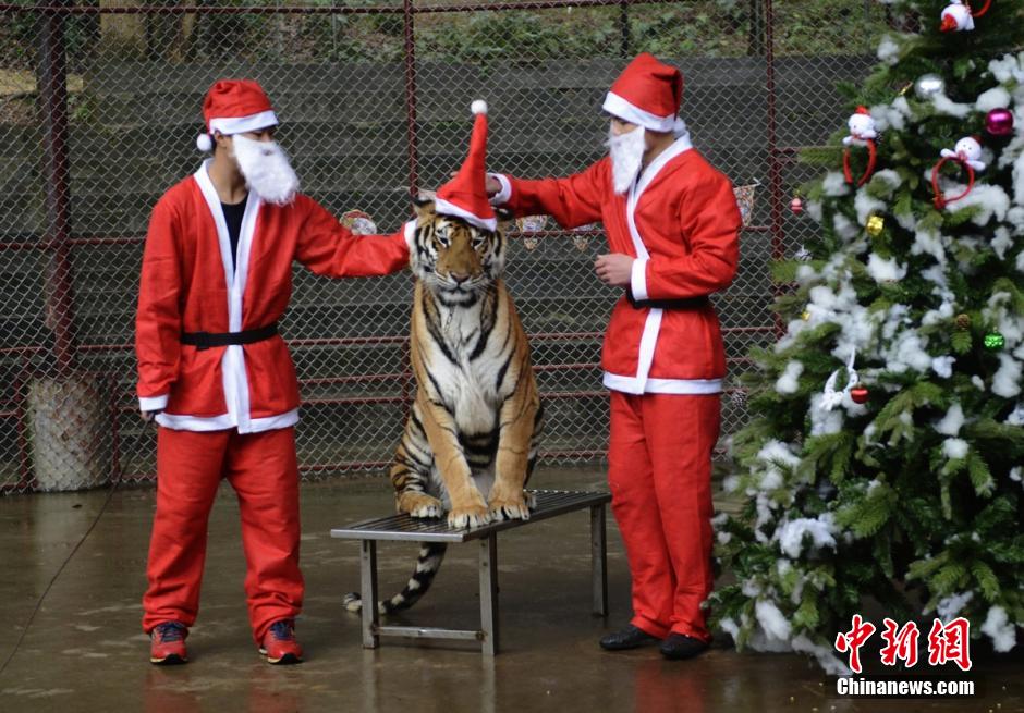长沙马戏团过圣诞节 猛兽带圣诞帽显呆萌