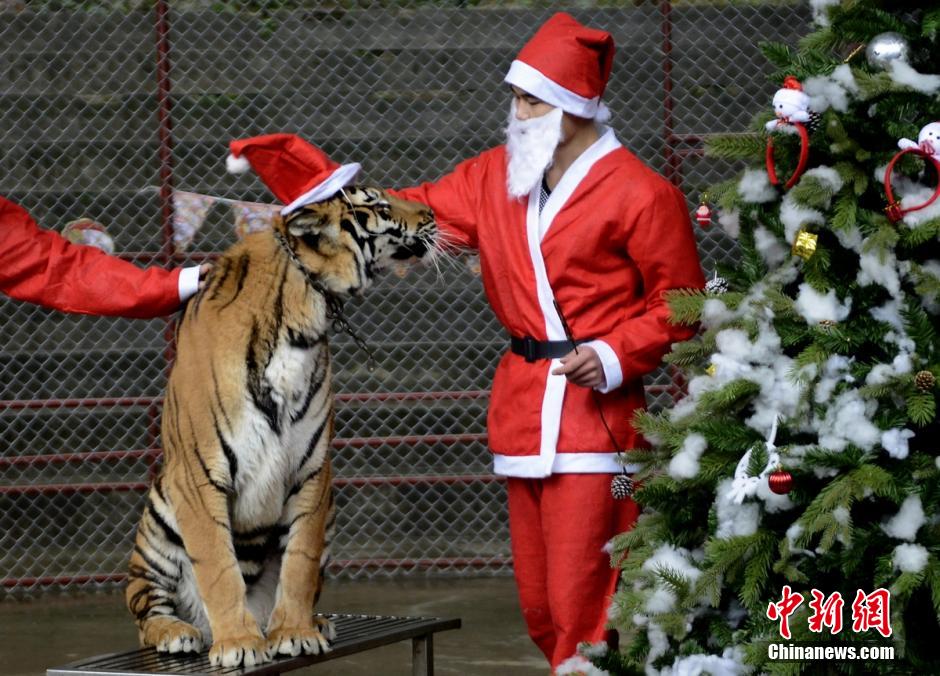 长沙马戏团过圣诞节 猛兽带圣诞帽显呆萌