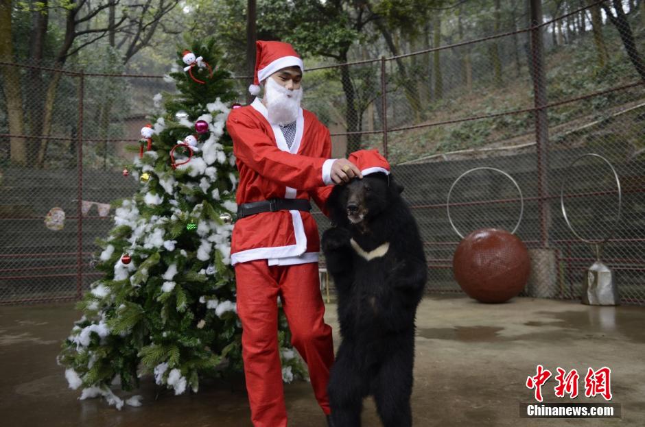 长沙马戏团过圣诞节 猛兽带圣诞帽显呆萌
