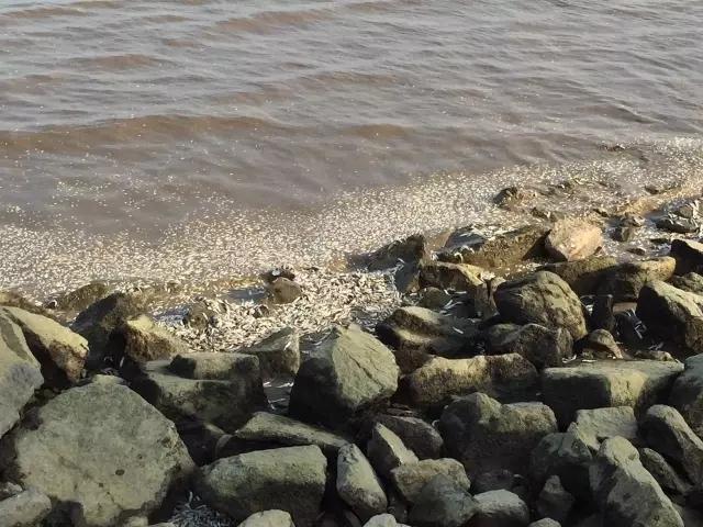 珠海海边现大量死鱼 绵延两公里海滩