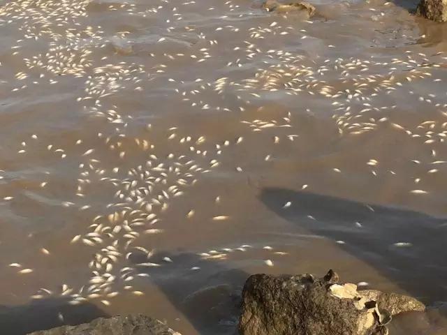 珠海海边现大量死鱼 绵延两公里海滩