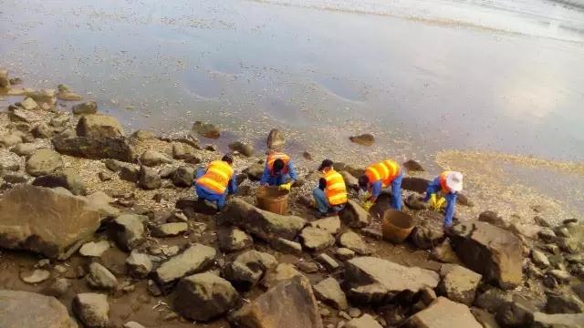 珠海海边现大量死鱼 绵延两公里海滩